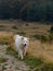 Gorgeous large white dog running free in his natural environment. Maremma, Abruzzese sheepdog.