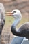 Gorgeous Large White Hooded Crane Calling to Friends