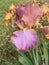 Gorgeous Lavender Mauve and Amber Tall Bearded Iris with Yellow Beards