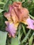 Gorgeous Lavender Mauve and Amber Tall Bearded Iris with Yellow Beards