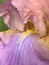 Gorgeous Lavender Mauve and Amber Tall Bearded Iris with Yellow Beards Afternoon Delight