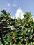 A gorgeous lemon tree in front of an Orthodox Church in Paros, Greece