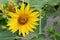 Gorgeous lemon yellow flower with open petals under Summer sunshine