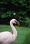 Gorgeous Lesser Flamingo Bird Up Close