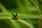 Gorgeous lesser rice swift butterfly on grass
