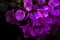 Gorgeous liana Bougainvillea, lilac explosion
