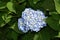 Gorgeous Light Blue Flowering Blue Hydrangea Blossom