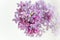 Gorgeous lilac bush on a white background