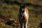 Gorgeous little coloured skewbald Dartmoor hill pony