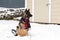 Gorgeous long-haired young German Shepherd sitting staring in profile in a vintage childâ€™s wooden s