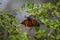 Gorgeous Longwinged Orange Viceroy Buttterfly In Nature