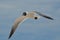 Gorgeous Look at a Laughing Gull in Flight