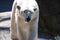 Gorgeous Look Up Close at a Polar Bear Walking