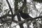 A gorgeous looking common myna eating his tasty caterpillar pray and looking at another pray sitting on a branch of a big tree