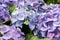 Gorgeous lush beautiful blue hydrangea flowers close up. Wedding backdrop, Valentine`s Day concept. Outdoors, summertime. Blue