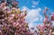 Gorgeous magnolia flowers on a blue sky background