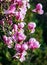 Gorgeous magnolia flowers on a dark background