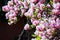 Gorgeous magnolia flowers on a dark background