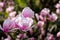 Gorgeous magnolia flowers on a dark background