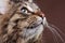 Gorgeous maine coon cat looking up on brown studio background