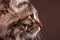Gorgeous maine coon cat in profile on brown background