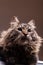 Gorgeous maine coon in studio photo