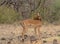 Gorgeous male impala cleaning and grooming his back in the wild Meru National Park, Kenya