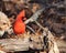 Gorgeous male northern cardinal