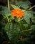 Gorgeous Mexican Sunflower With Large Green Leaves