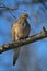 Gorgeous Mourning Dove on Branch III - Zenaida macroura