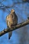 Gorgeous Mourning Dove on Branch V - Zenaida macroura