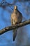 Gorgeous Mourning Dove on Branch VI - Zenaida macroura