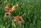 A Gorgeous Mule Deer Fawn in a Sea of Grass