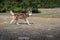 Gorgeous muscular husky running across the field. Side view Siberian husky beautifully running with smile and tongue hanging out