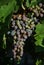 Gorgeous napa grapes of california