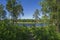 Gorgeous nature landscape on a summer day. Green plants, mirror water surface and blue sky with snow white clouds.