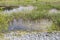 Gorgeous nature landscape on a summer day. Green plants, swampy  water surface.