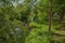 Gorgeous nature landscape on a summer day. Green trees, mirror water surface and blue sky.