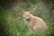 Gorgeous noble red cat. Ginger Stray cat sitting outdoors in Greece. Scared big cat in the forest