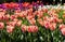 Gorgeous orange, red, white and purple tulips in springtime