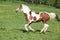 Gorgeous paint horse mare running on pasturage