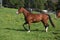 Gorgeous paint horse mare running on pasturage