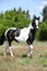 Gorgeous paint horse running on flowered pasturage