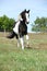 Gorgeous paint horse running on flowered pasturage