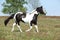 Gorgeous paint horse running on flowered pasturage