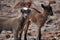 Gorgeous Pair of Two Baby Brown Goats in Aruba