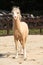 Gorgeous palomino stallion running