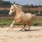 Gorgeous palomino stallion running