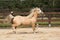 Gorgeous palomino stallion running