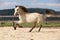 Gorgeous palomino stallion running